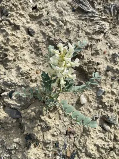 Oregon Milkvetch thumbnail 3