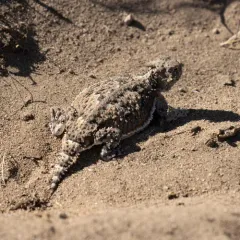 Desert Horned Lizard thumbnail 3
