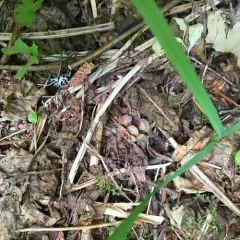 Western Toad thumbnail 2