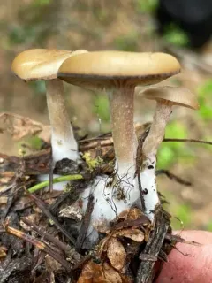 mealy funnel thumbnail 2