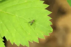 Sciapus platypterus thumbnail 2
