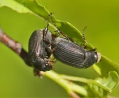 Serica tristis thumbnail 2