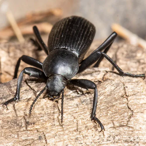 Obscure Darkling Beetle