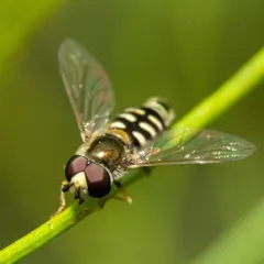 Large-tailed Aphideater thumbnail 4