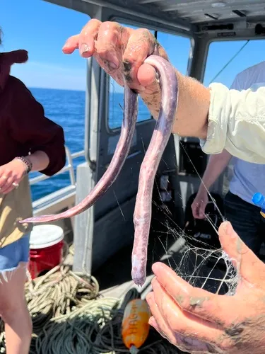 Girard's Atlantic Hagfish