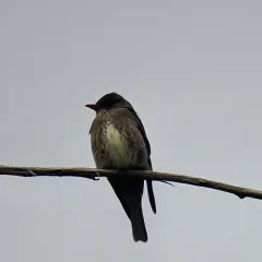 Olive-sided Flycatcher thumbnail 4