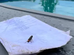 Cantharis aneba thumbnail 2