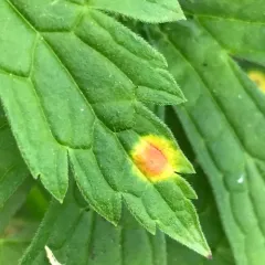 Puccinia polygoni-amphibii thumbnail 2