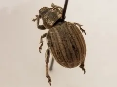 Philopedon plagiatum thumbnail 2