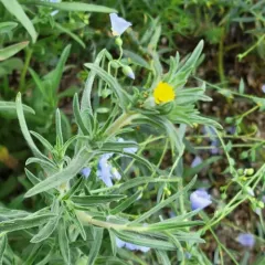 mountain tarweed thumbnail 3