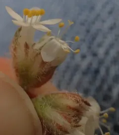 ballhead ipomopsis thumbnail 2