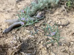 dwarf ipomopsis thumbnail 1