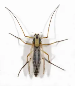 Chironomus dilutus thumbnail 2