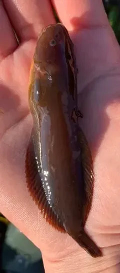 Lobefin Snailfish thumbnail 4