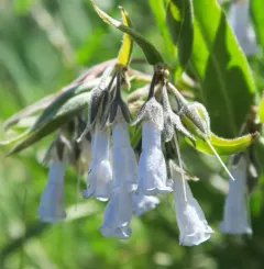 Toiyabe bluebells thumbnail 1
