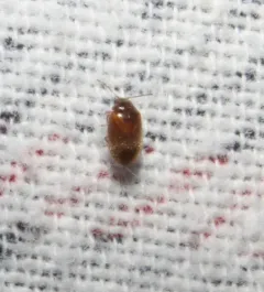Brown Marsh Beetle thumbnail 3