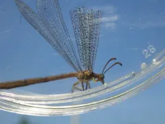 Brachynemurus longicaudus thumbnail 2