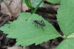 Macrophya nigra thumbnail 3