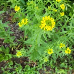 Hawkweed-leaved Treacle-mustard thumbnail 2