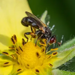 Thecophora occidensis thumbnail 2