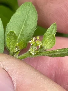 Syrian Mustard thumbnail 1