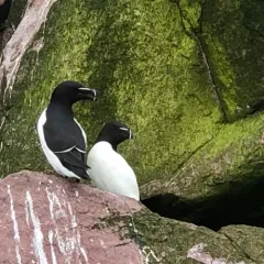Razorbill thumbnail 1
