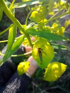 Leafy Spurge Stem Boring Beetle thumbnail 3