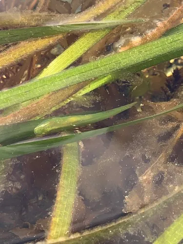 Kelp Clingfish
