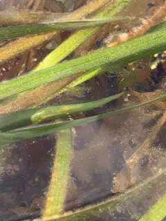 Kelp Clingfish thumbnail 1