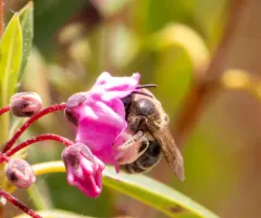 Kalmia Miner Bee thumbnail 2