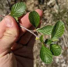 Birchleaf Mountain Mahogany thumbnail 2