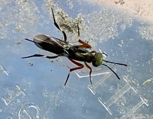 Metapelma schwarzi