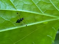 Pseudoseioptera albipes thumbnail 4