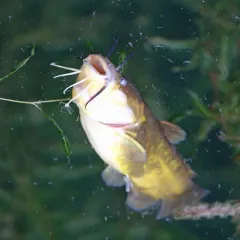 Yellow Bullhead thumbnail 2