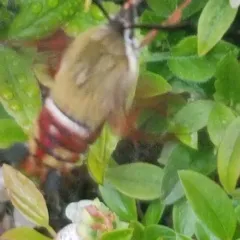 Slender Clearwing thumbnail 2