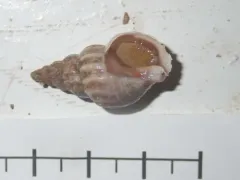 Plicifusus kroyeri thumbnail 2