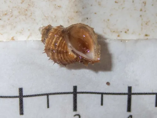 Hairy Keel Shell