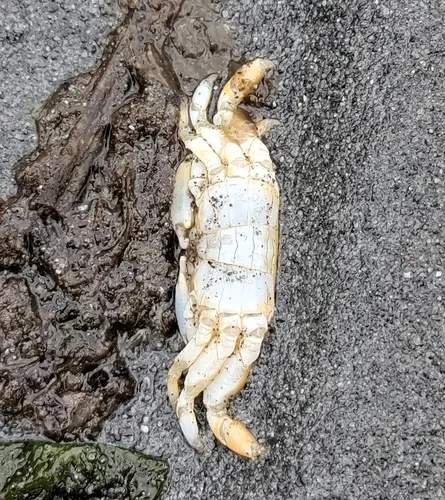 Gaper Pea Crab