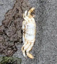 Gaper Pea Crab thumbnail 1