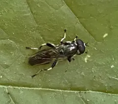 Two-spotted Leafwalker thumbnail 4
