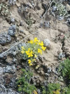 Physaria pycnantha thumbnail 4