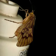Argus Northern Caddisfly thumbnail 4