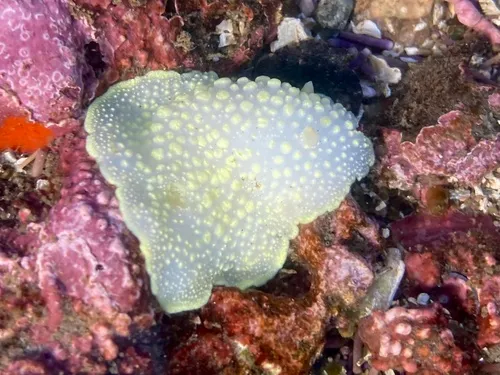 Cadlina jannanicholsae