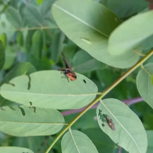 Locust Leafminer