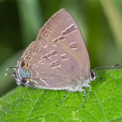 Hickory Hairstreak thumbnail 2