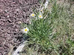Hoary Fleabane thumbnail 2