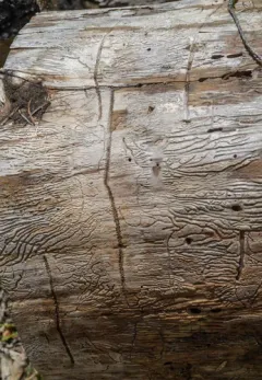 Fir Engraver Beetle thumbnail 1