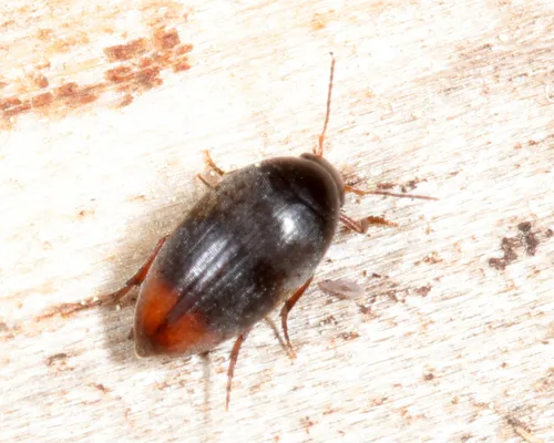 Blood-tipped Eucinetus