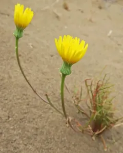 desert dandelion thumbnail 2