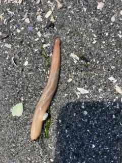 Burrowing Sea Cucumber thumbnail 3
